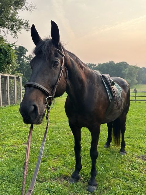 Lincoln the horse