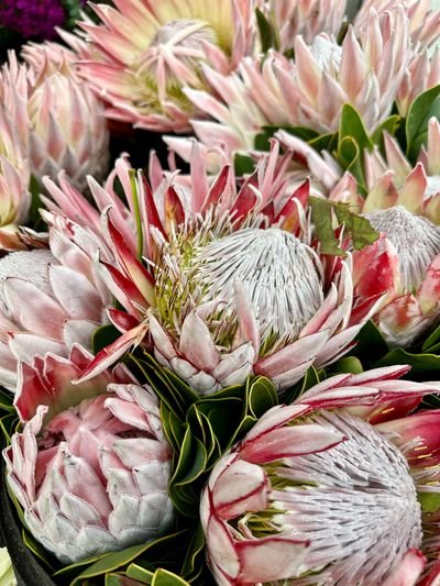 Close up of tropical pink and white flowers